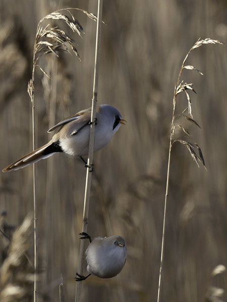 Viiksitimali, Bearded Reedling, Panurus biarmicus