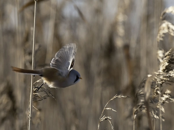 Viiksitimali, Bearded Reedling, Panurus biarmicus