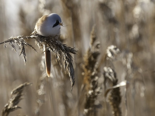 Viiksitimali, Bearded Reedling, Panurus biarmicus