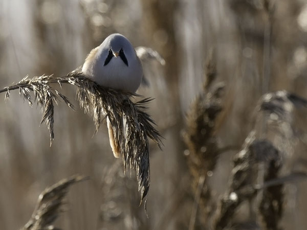 Viiksitimali, Bearded Reedling, Panurus biarmicus