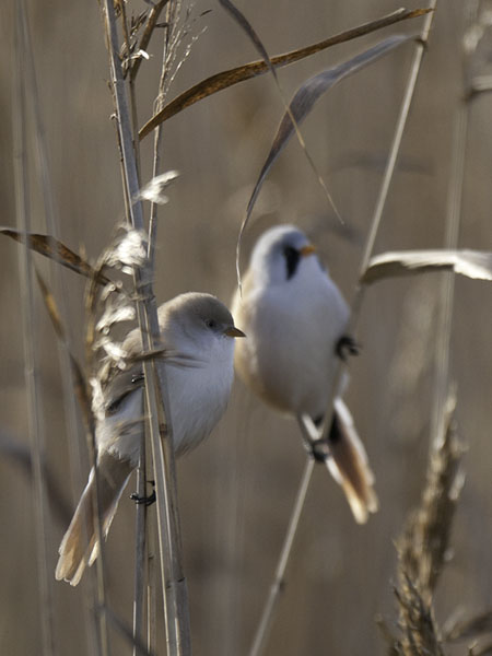 Viiksitimali, Bearded Reedling, Panurus biarmicus