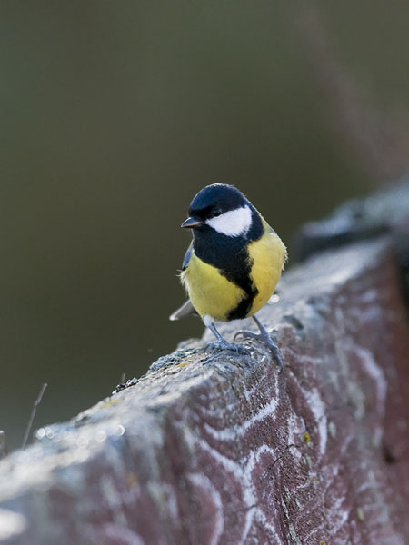Talitiainen, Great Tit, Parus major