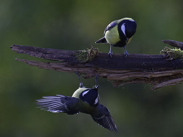 Talitiainen, Great Tit, Parus major