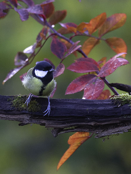 Talitiainen, Great Tit, Parus major