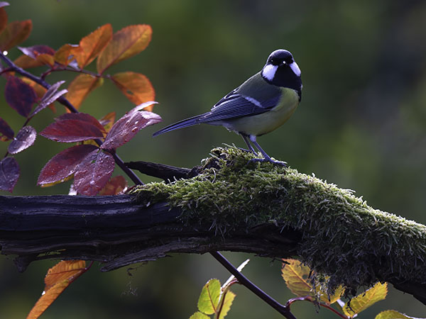 Talitiainen, Great Tit, Parus major