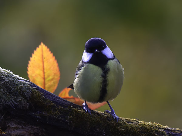 Talitiainen, Great Tit, Parus major