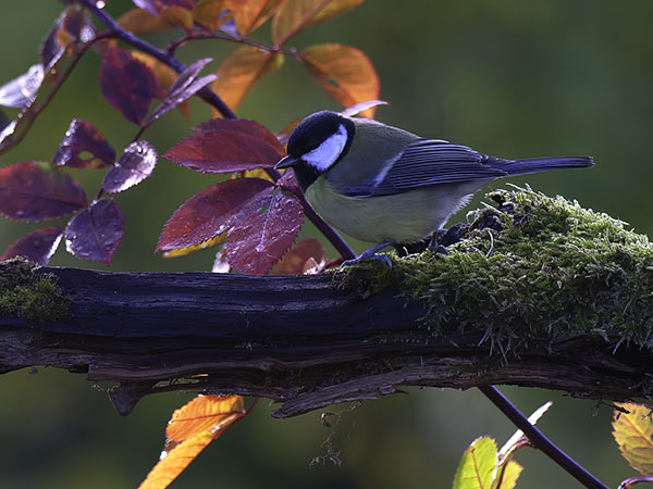 Talitiainen, Great Tit, Parus major