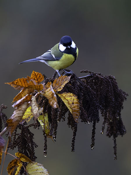 Talitiainen, Great Tit, Parus major