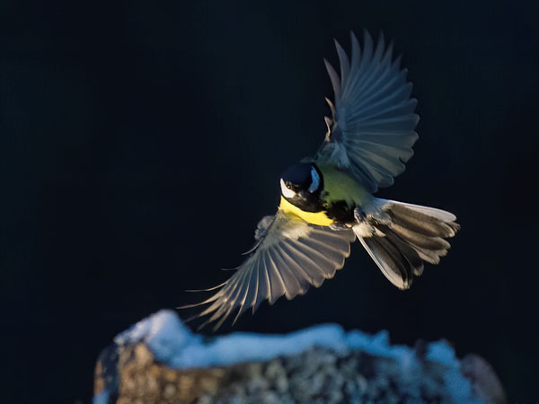 Talitiainen, Great Tit, Parus major