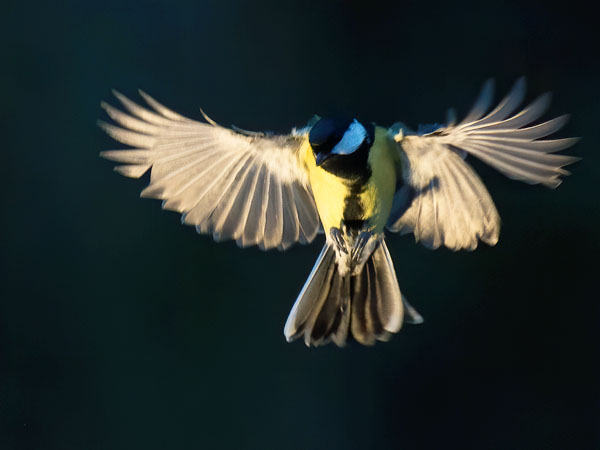 Talitiainen, Great Tit, Parus major