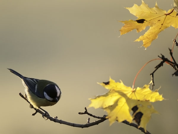 Talitiainen, Great Tit, Parus major