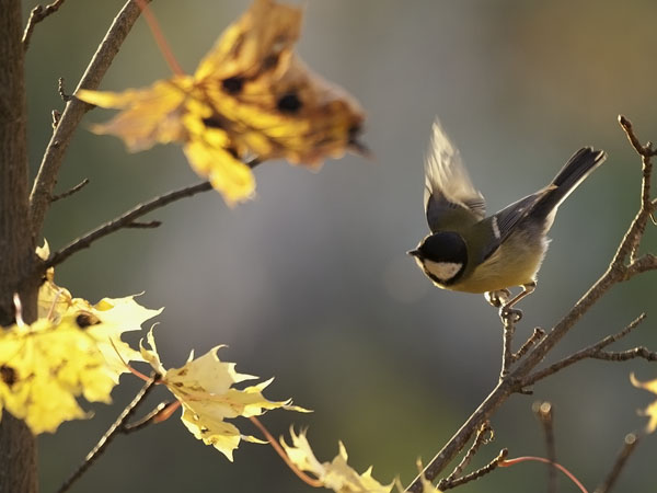 Talitiainen, Great Tit, Parus major