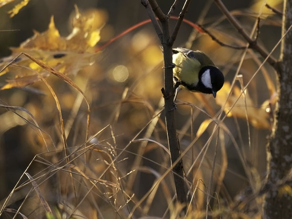 Talitiainen, Great Tit, Parus major
