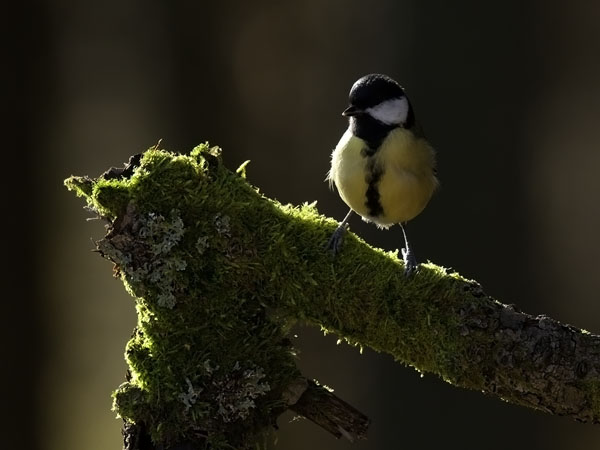 Talitiainen, Great Tit, Parus major