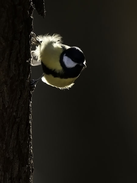 Talitiainen, Great Tit, Parus major