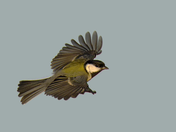 Talitiainen, Great Tit, Parus major