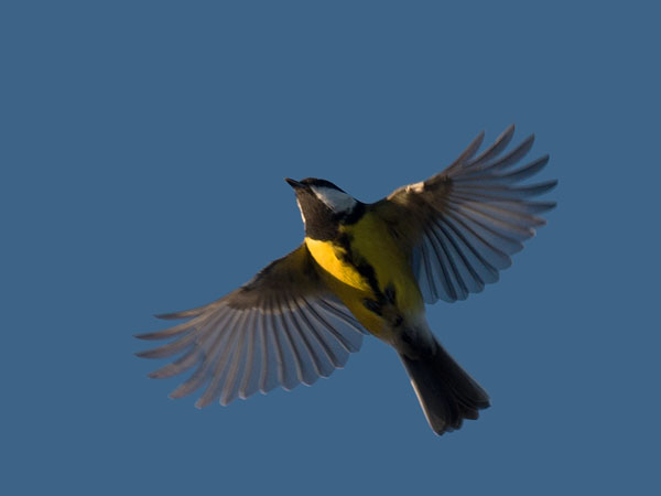 Talitiainen, Great Tit, Parus major