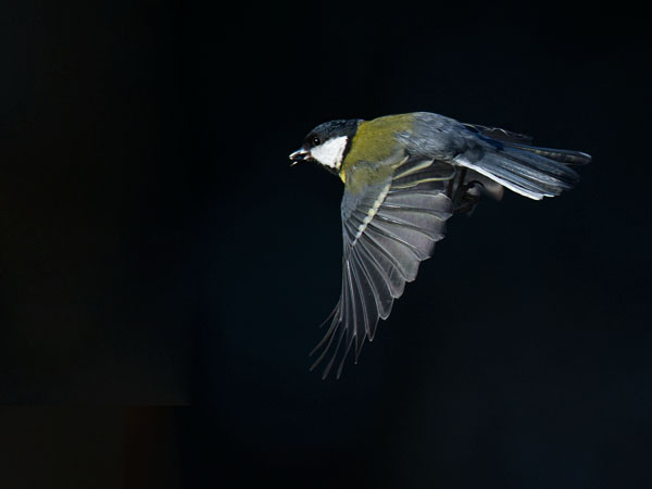 Talitiainen, Great Tit, Parus major
