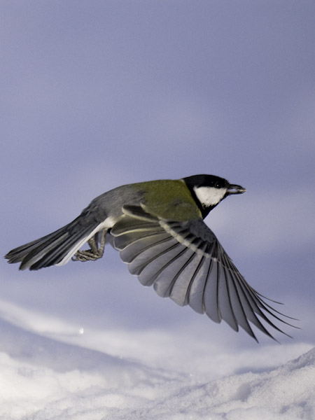 Talitiainen, Great Tit, Parus major
