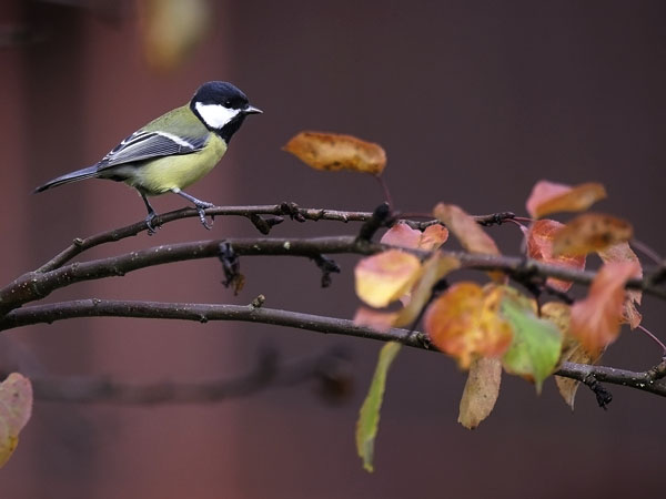 Talitiainen, Great Tit, Parus major