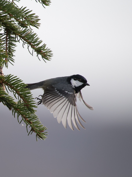 Kuusitiainen, Coal Tit, Periparus ater