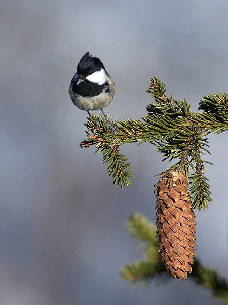 Kuusitiainen, Coal Tit, Periparus ater