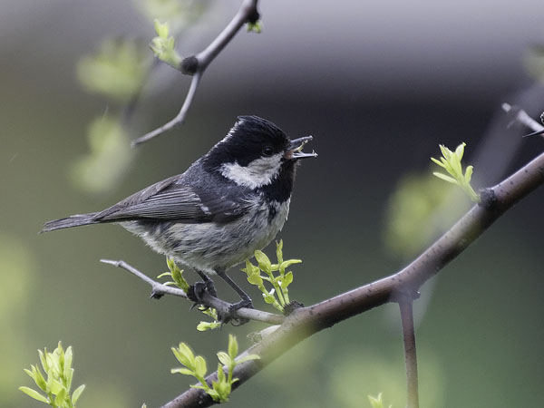 Kuusitiainen, Coal Tit, Periparus ater