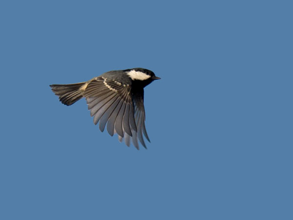 Kuusitiainen, Coal Tit, Periparus ater
