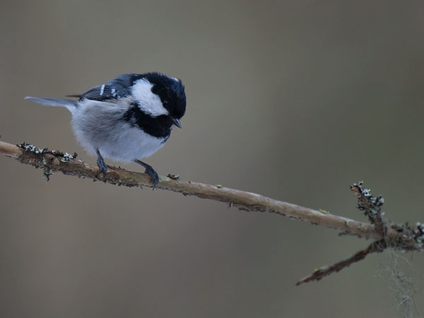 Kuusitiainen, Coal Tit, Periparus ater