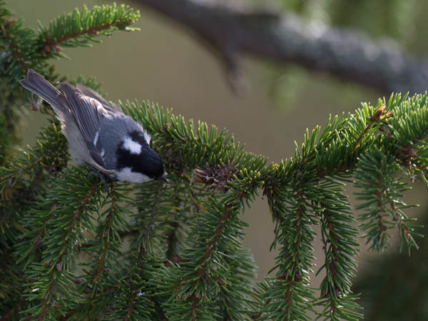 Kuusitiainen, Coal Tit, Periparus ater