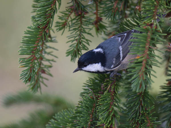 Kuusitiainen, Coal Tit, Periparus ater