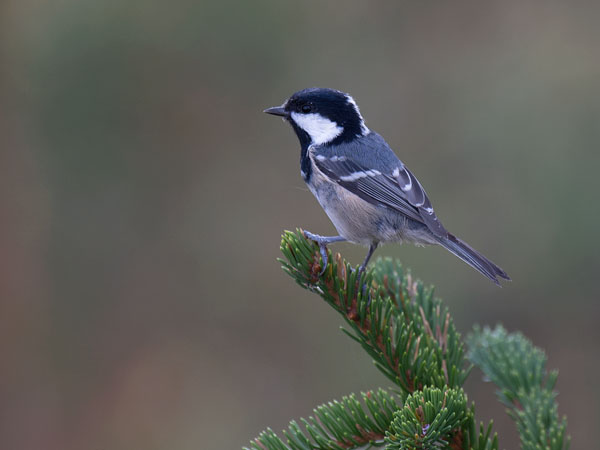 Kuusitiainen, Coal Tit, Periparus ater