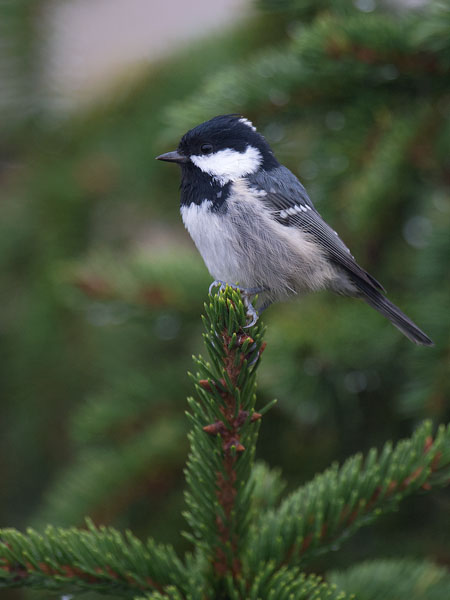 Kuusitiainen, Coal Tit, Periparus ater