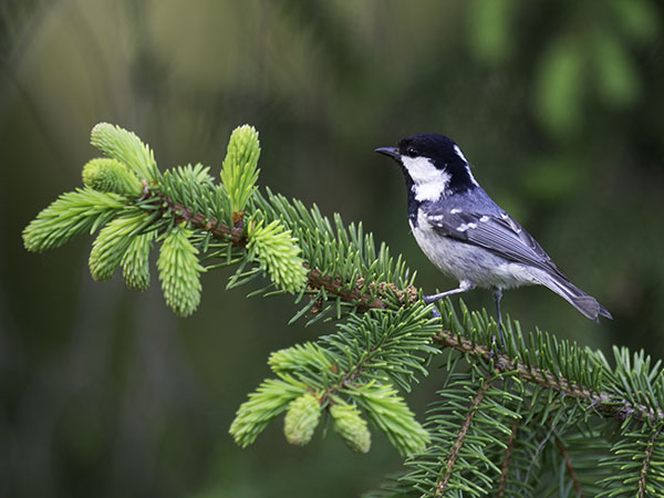 Kuusitiainen, Coal Tit, Periparus ater