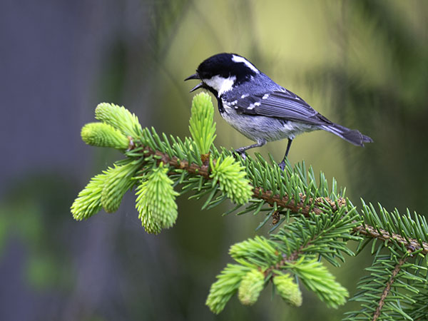 Kuusitiainen, Coal Tit, Periparus ater