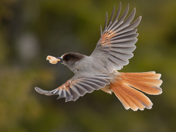 Kuukkeli, Siberian Jay, Perisoreus infaustus