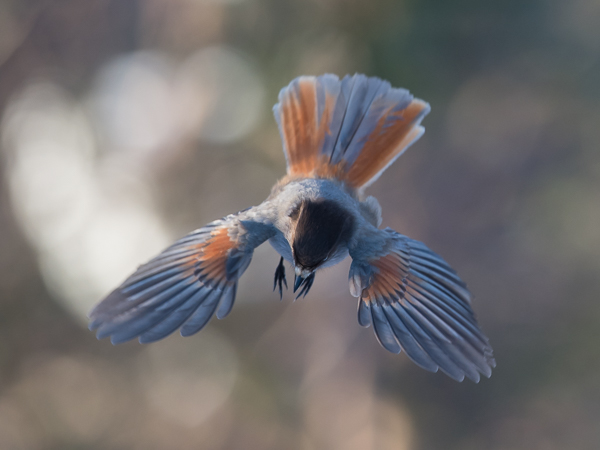 Kuukkeli, Siberian Jay, Perisoreus infaustus