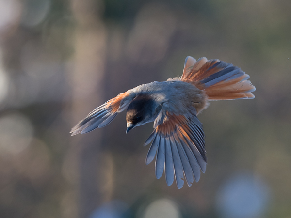 Kuukkeli, Siberian Jay, Perisoreus infaustus