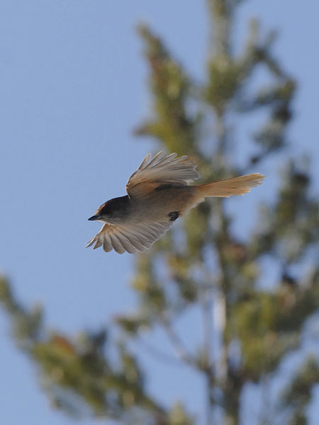 Kuukkeli, Siberian Jay, Perisoreus infaustus