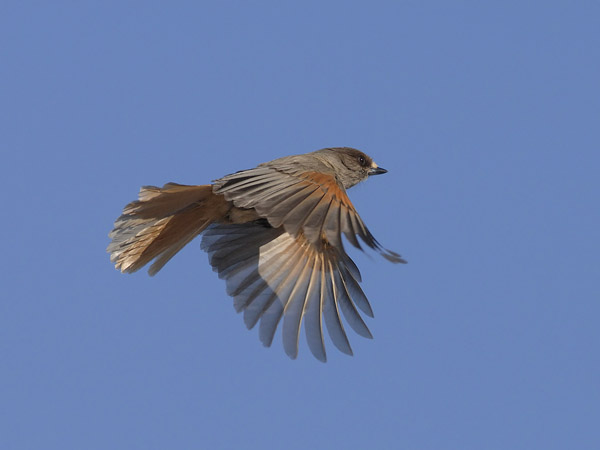 Kuukkeli, Siberian Jay, Perisoreus infaustus