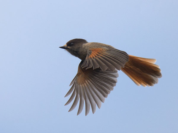 Kuukkeli, Siberian Jay, Perisoreus infaustus
