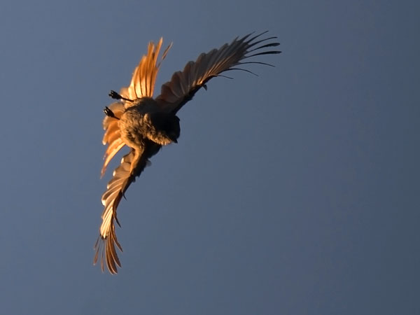 Kuukkeli, Siberian Jay, Perisoreus infaustus