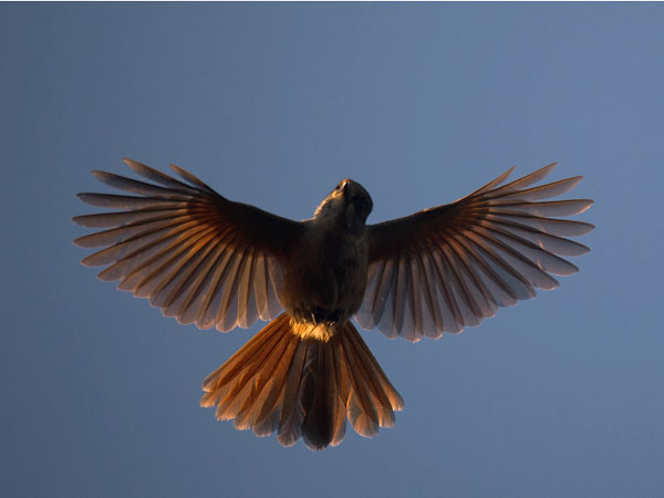 Kuukkeli, Siberian Jay, Perisoreus infaustus