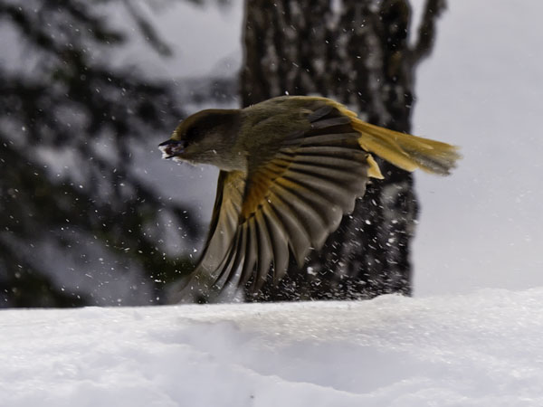 Kuukkeli, Siberian Jay, Perisoreus infaustus