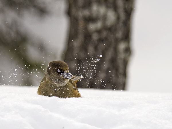 Kuukkeli, Siberian Jay, Perisoreus infaustus