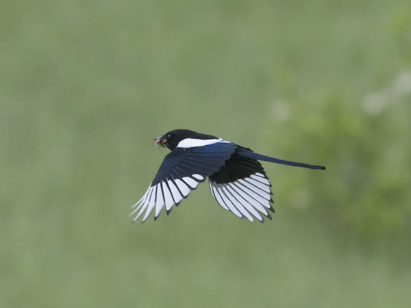 Harakka, Common Magpie, Pica pica