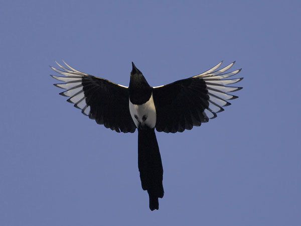Harakka, Common Magpie, Pica pica