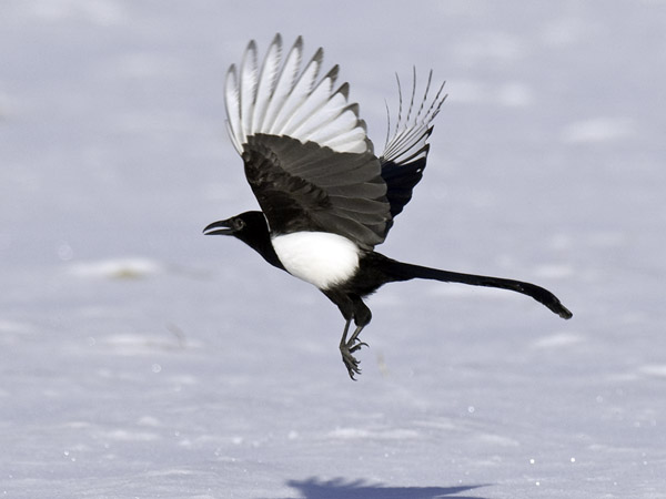 Harakka, Common Magpie, Pica pica