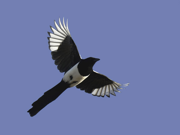 Harakka, Common Magpie, Pica pica