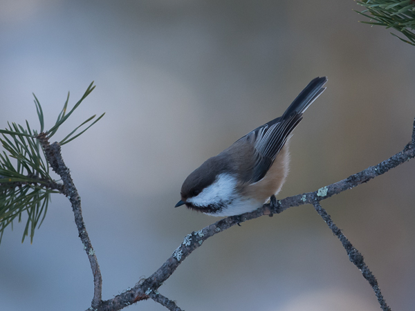 Lapintiainen, Grey-headed Chickadee, Poecile cinctus